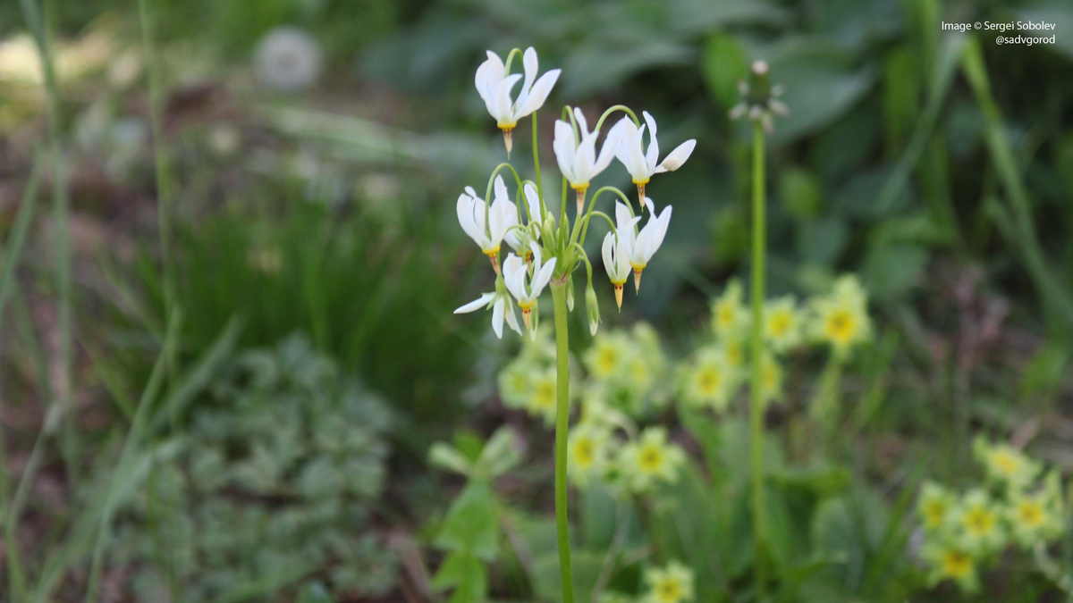 Додекатеон средний (Dodecatheon meadia f. alba).