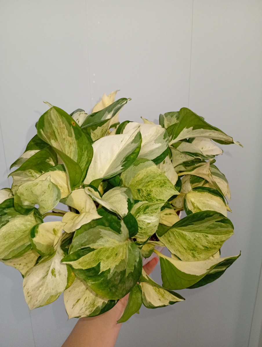 Напишите в комментариях, под каким названием Вы растите такой цветок, если он у Вас есть.