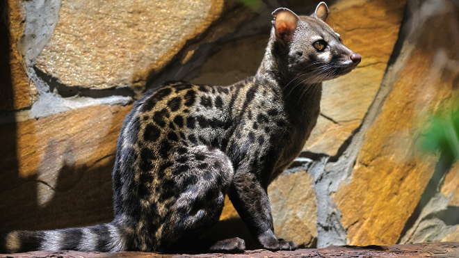 Фото: Ленинградский зоопарк