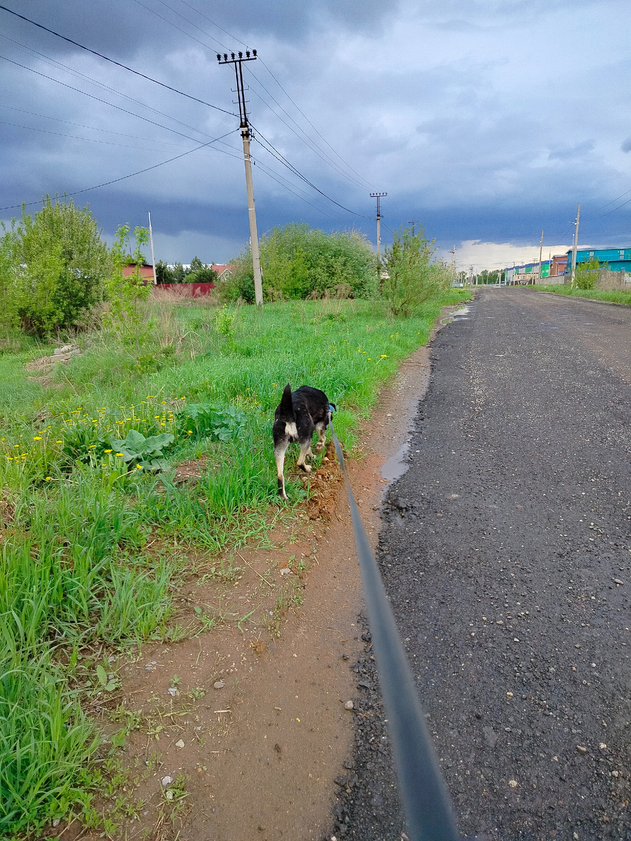 Дикуся гуляет и не подозревает о том, что его боятся.