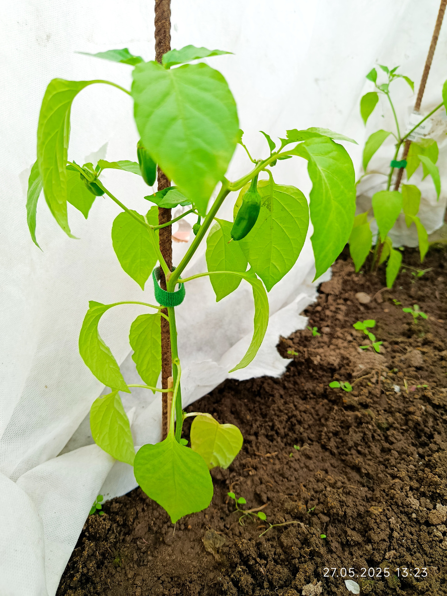 Перец, сорт Золотой медовый Пиппина