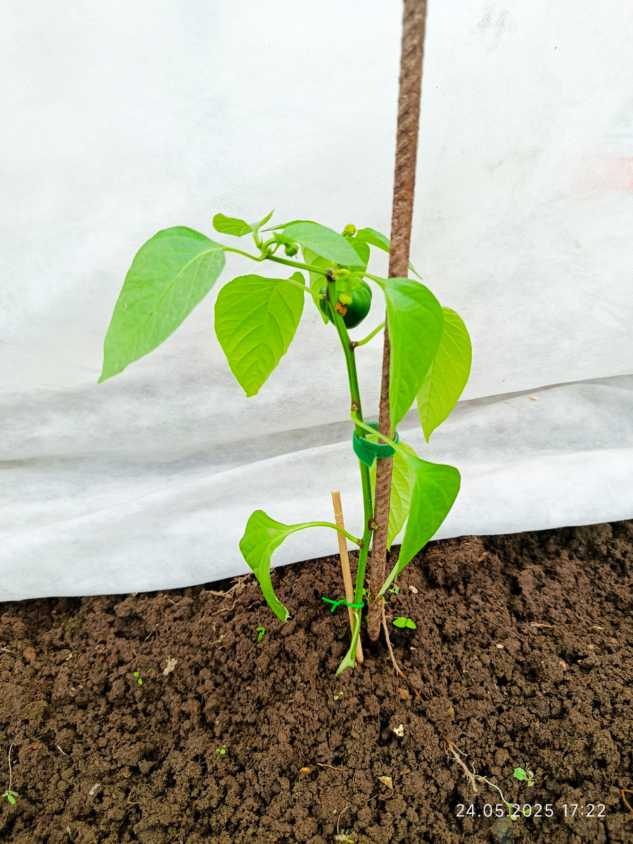 Перец Фон барон оранжевый