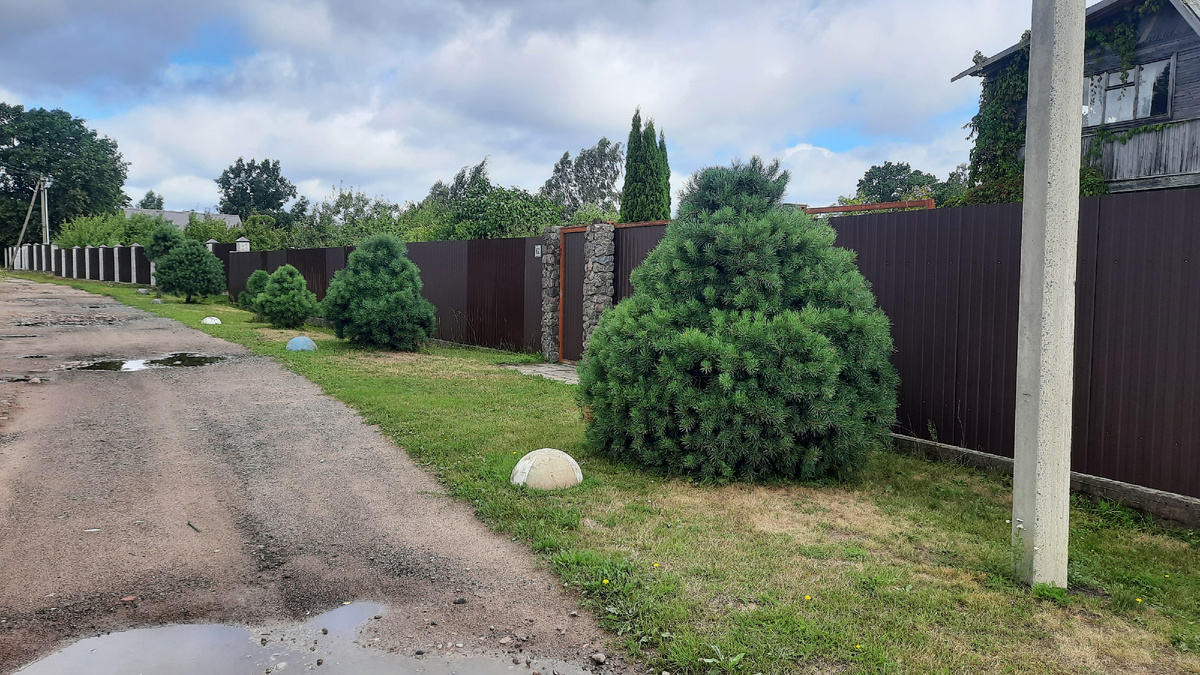 За этими соснами наблюдаю давно, листаем