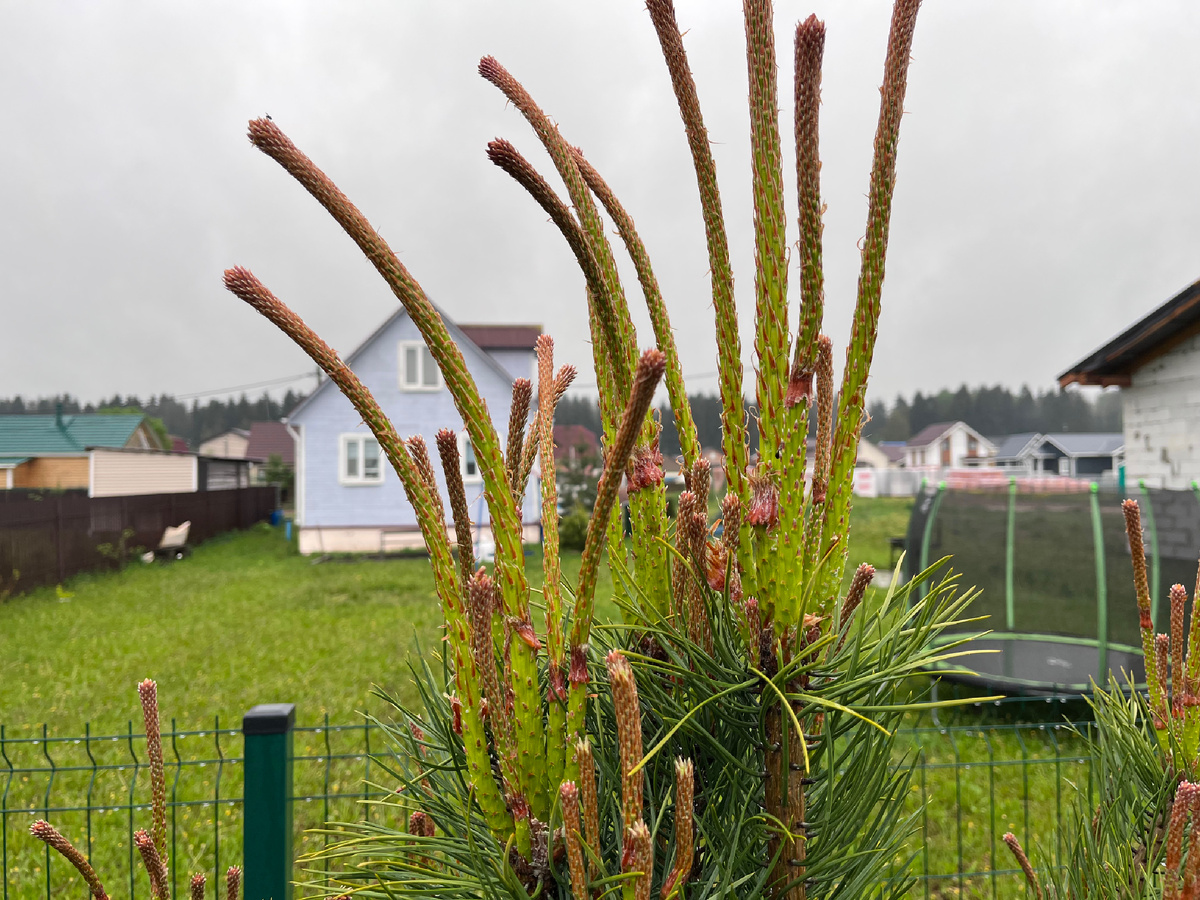 Самая пора бежать прищипывать свечки, побеги сильно вытянулись,  на макушке даже наклонились, но коричневая чешуйка еще не сошла, хвоинки еще в зародыше, не отошли от веточки