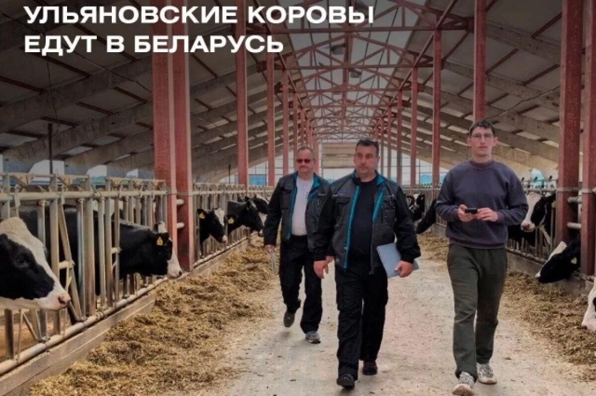    Ульяновские коровы голштинской породы переедут в Белоруссию