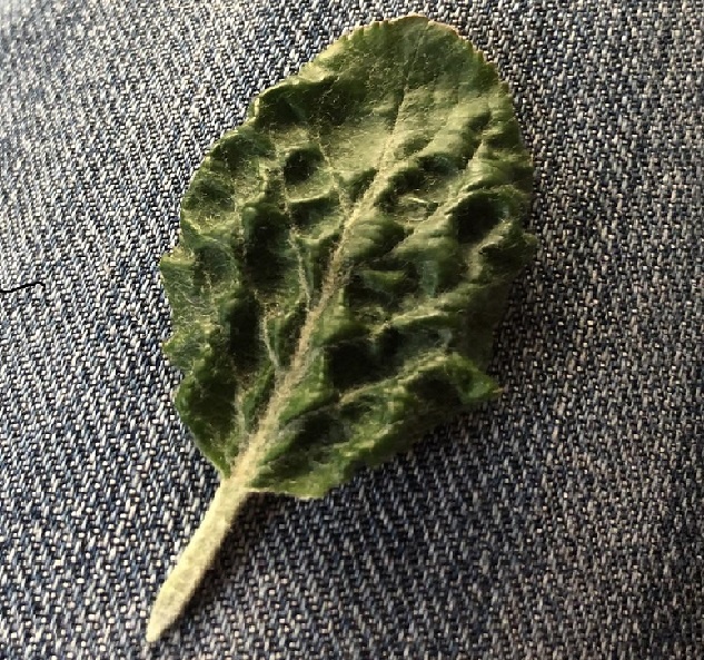 Похожий листочек из сети.