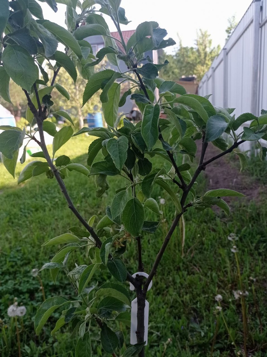 Антошкина макушка ;)