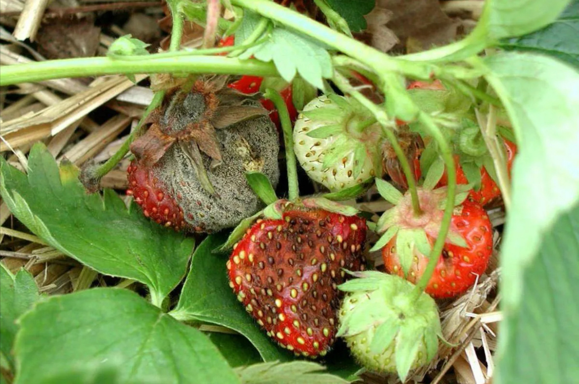 Ужасное зрелище