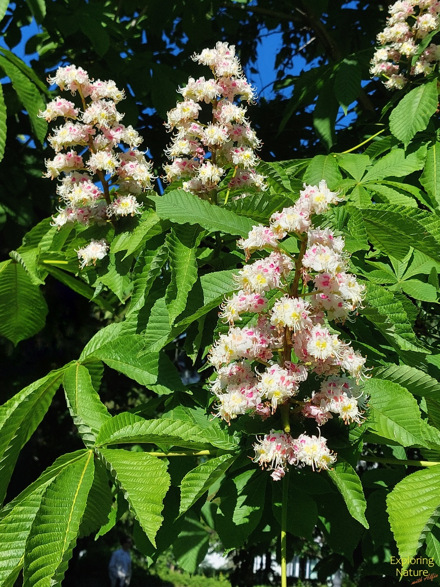 Конский каштан обыкновенный (Aesculus hippocastanum L.), 27.05.2024, Казань