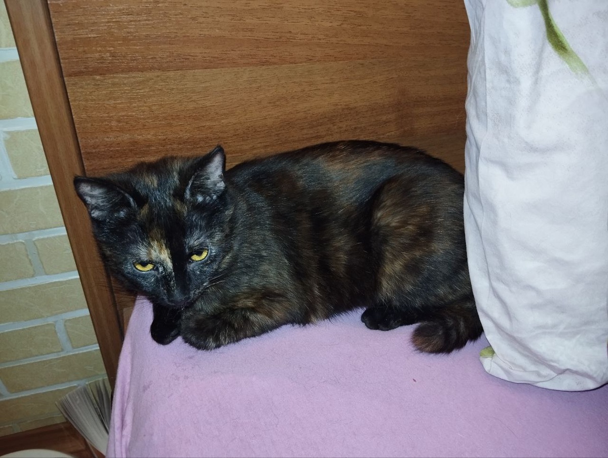 Весёлая и очень уютная кошечка