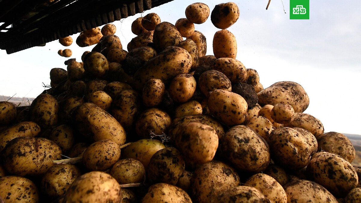    Фото: РИА Новости © 2025, Илья Наймушин