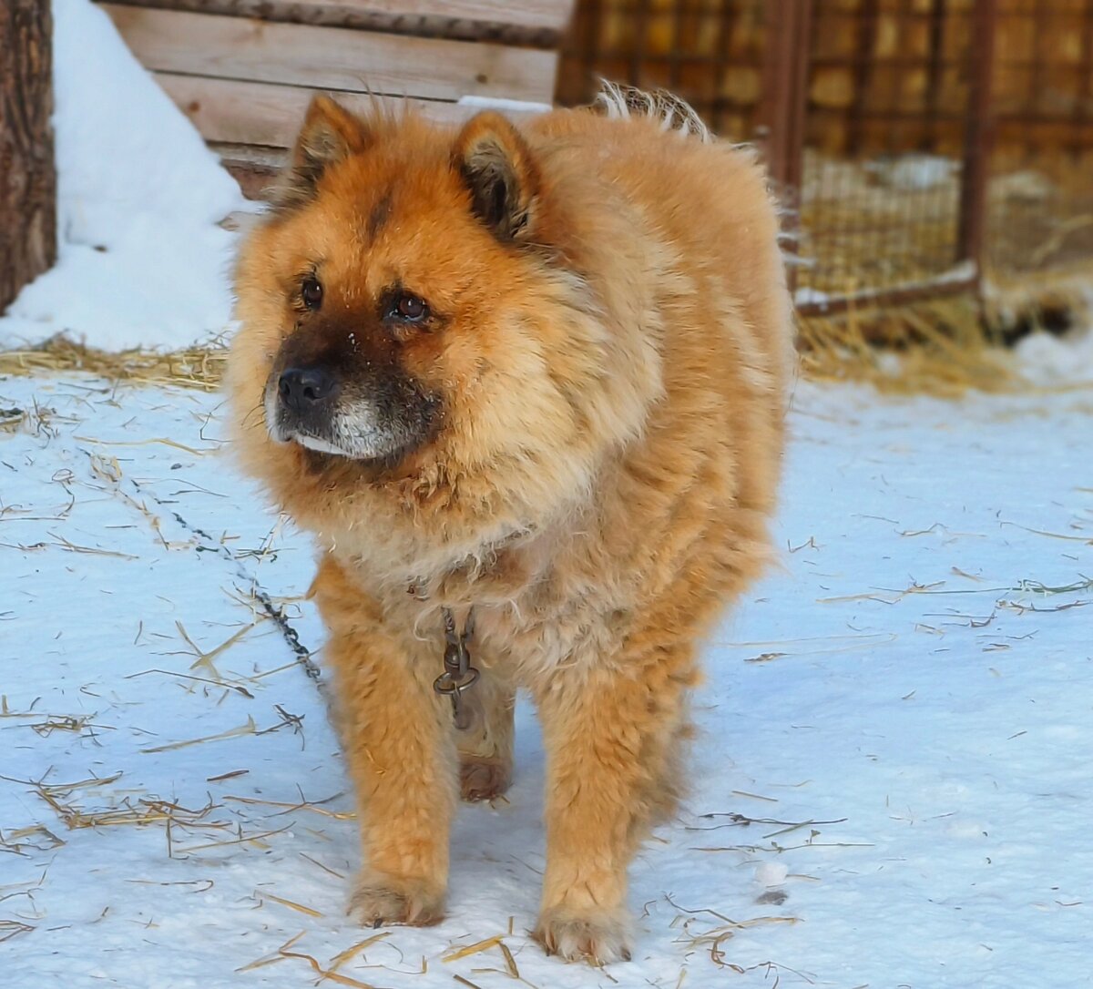 Рыжая красавица 