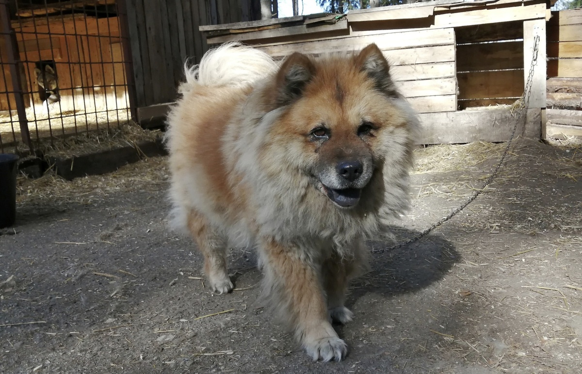Для своего возраста у Мухи крепкое здоровье. Слух немного подводит только 
