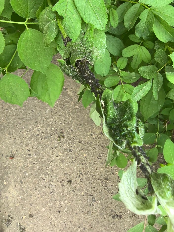 черная тля на жасмине