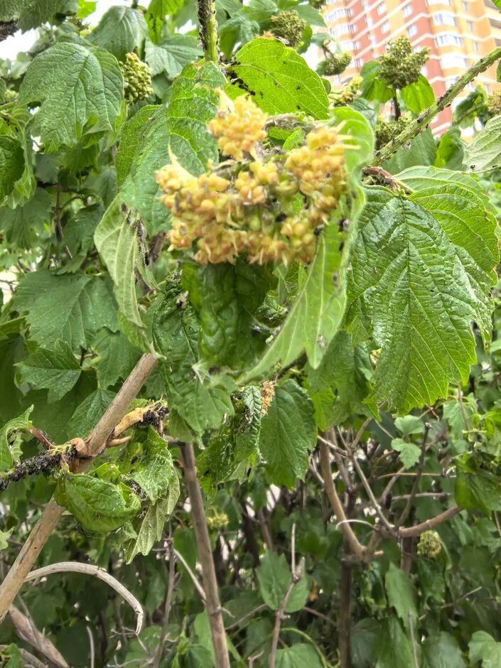 тля на калине