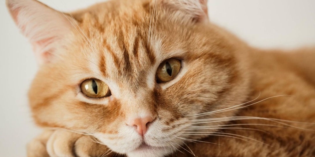 Рыжие кошки: 20 любопытных фактов, которые вас удивят