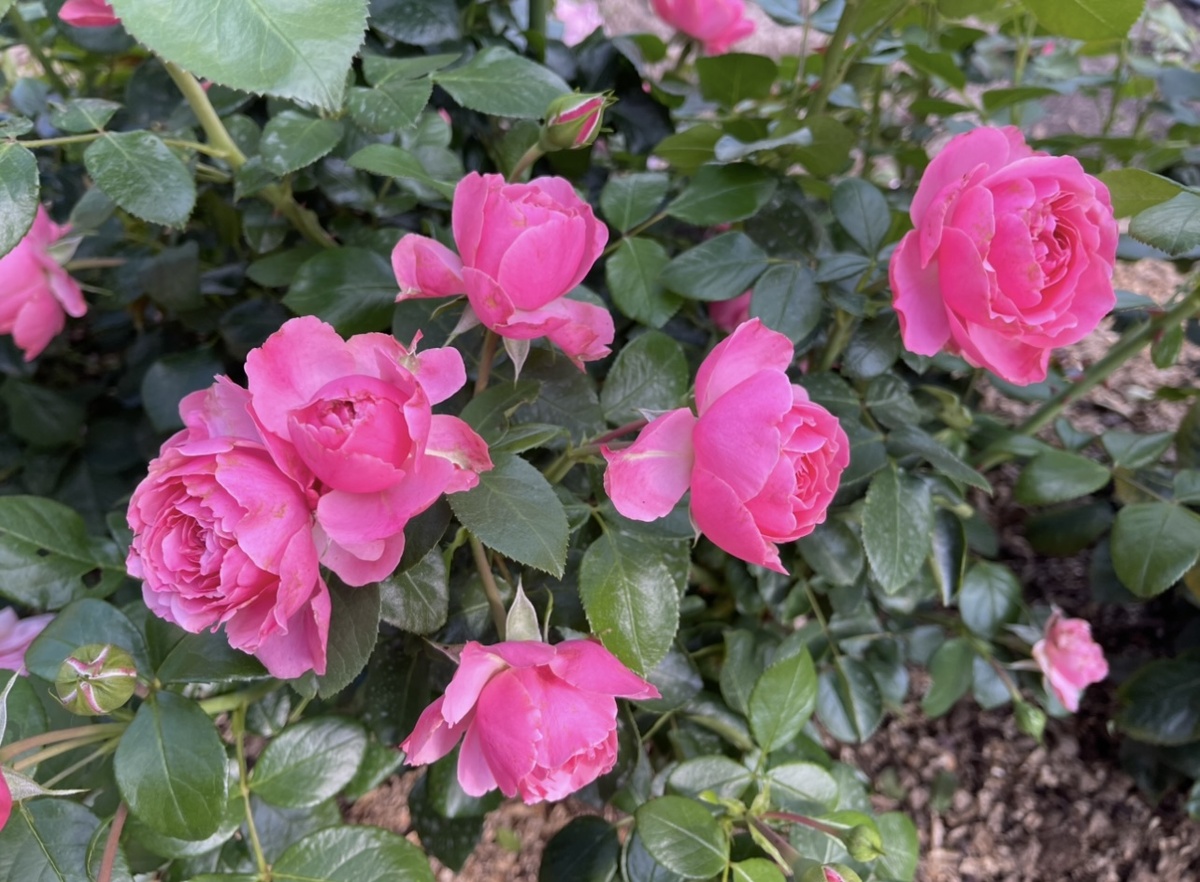 Флорибунда леонарда да винчи