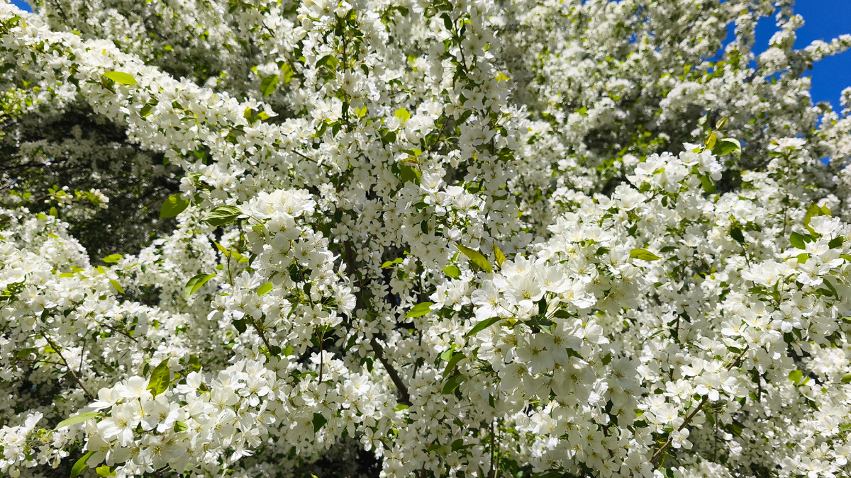 Яблоня в цвету — это просто великолепно, не правда ли?