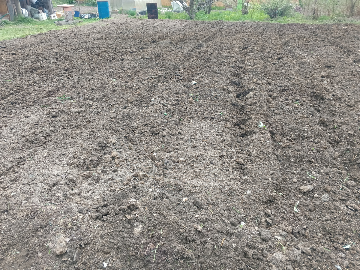 фото автора: приготовлен огород для посадки картошки