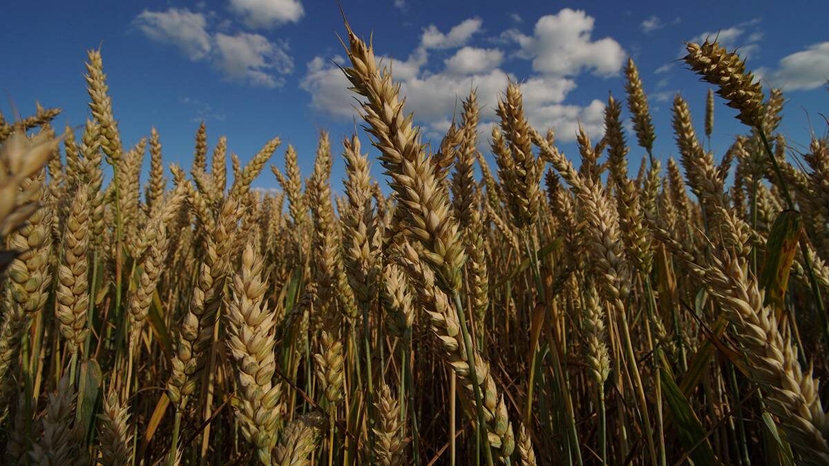    Фото: Анатолий Цымбалюк / Вечерняя Москва