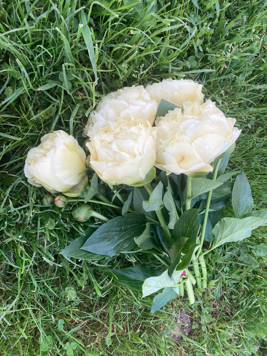 Букет Vanilla Schnapps, фото автора