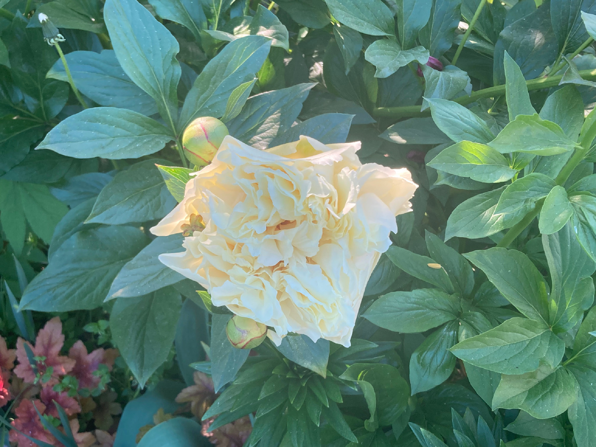 Цветок Vanilla Schnapps, фото автора