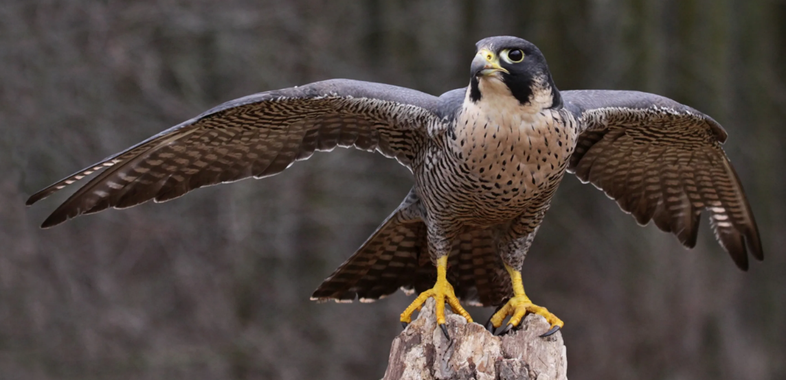 Пустынная птица — Сапсан