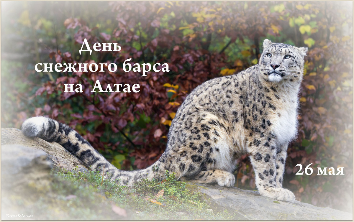 Коллаж автора. Использовано фото: https://wallpaperscraft.com/download/snow_leopard_predator_big_cat_887014/3840x2400