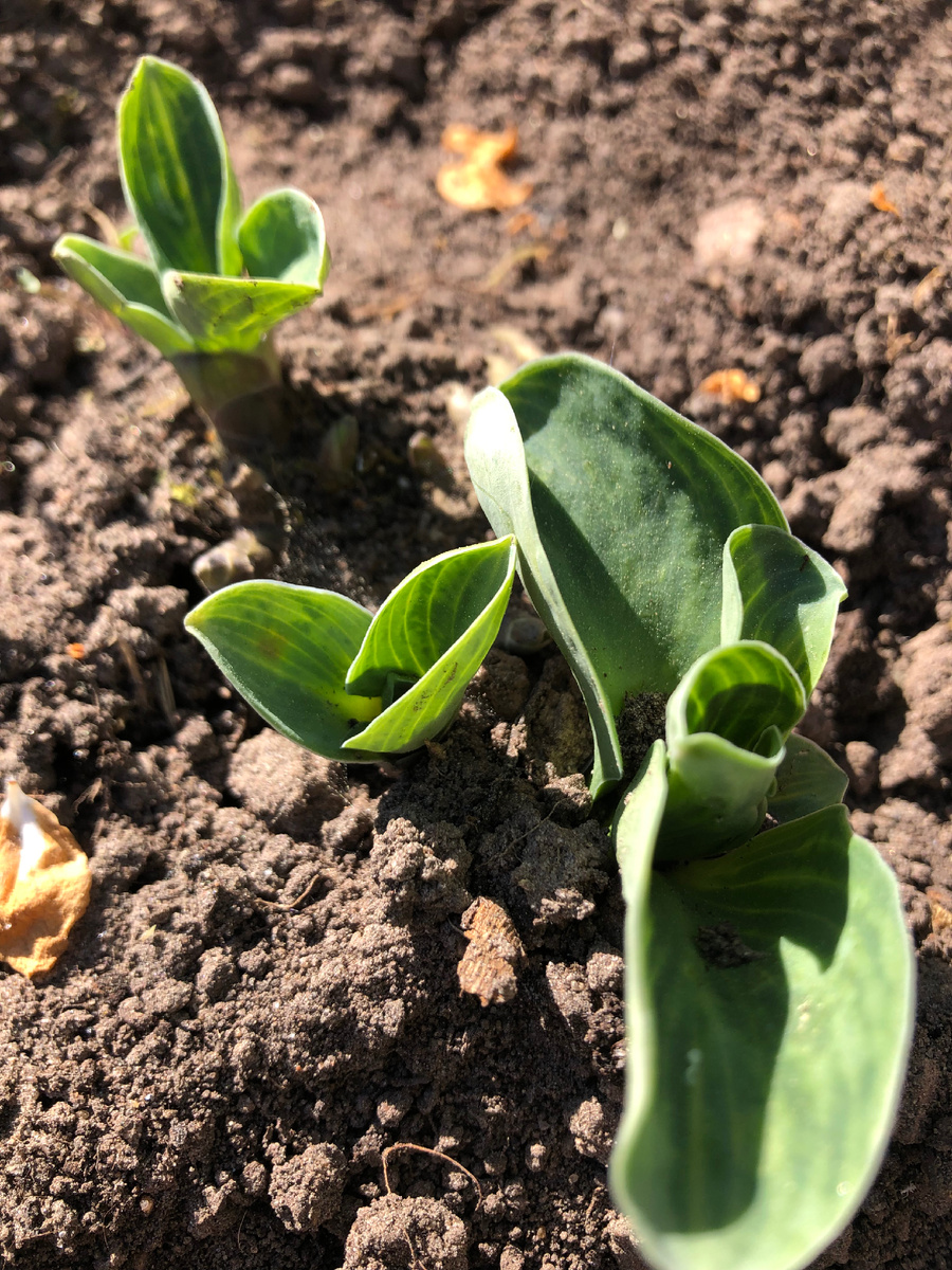 Хоста Блю Маус