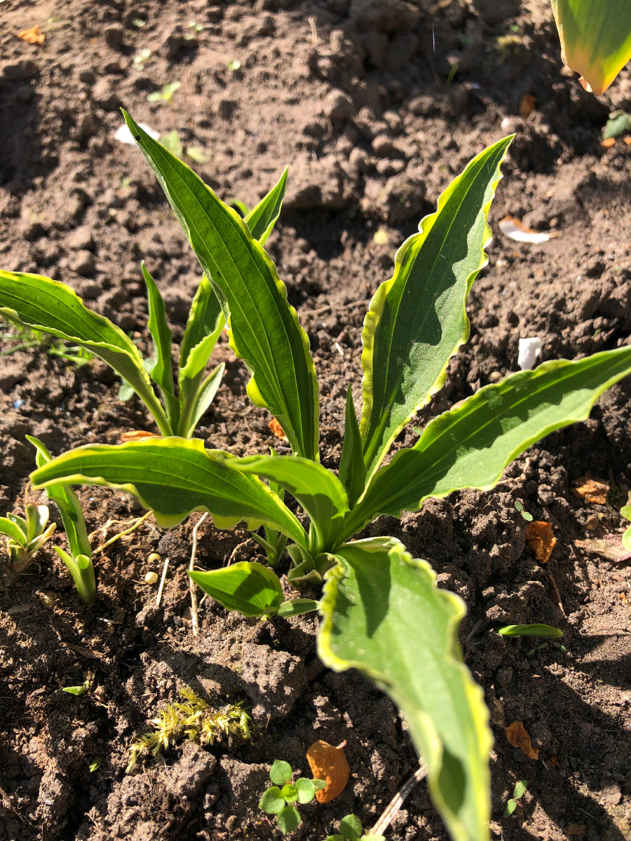 Хоста Стилетто