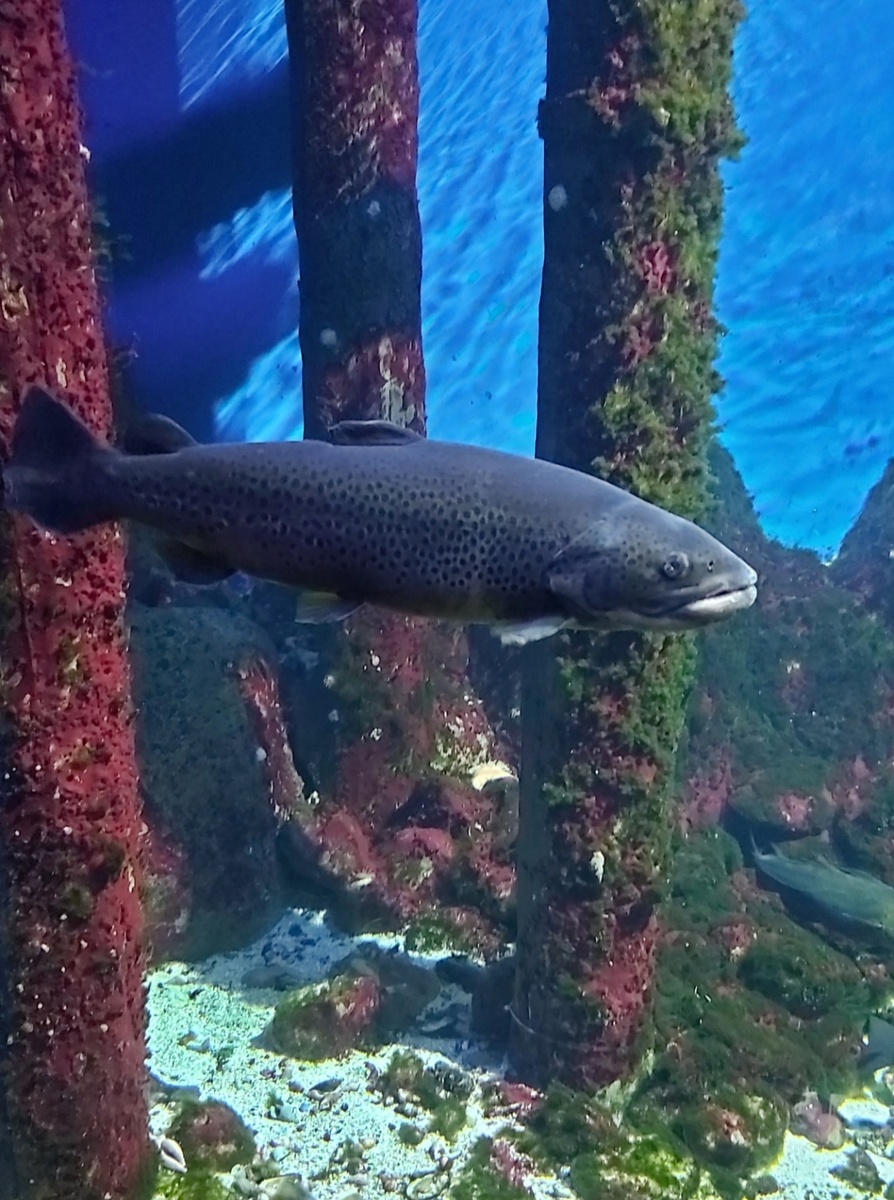 Эта дама запомнилась мне больше всего, она подплывала к стеклу и смотрела на посетителей, останавливалась рядом подолгу.