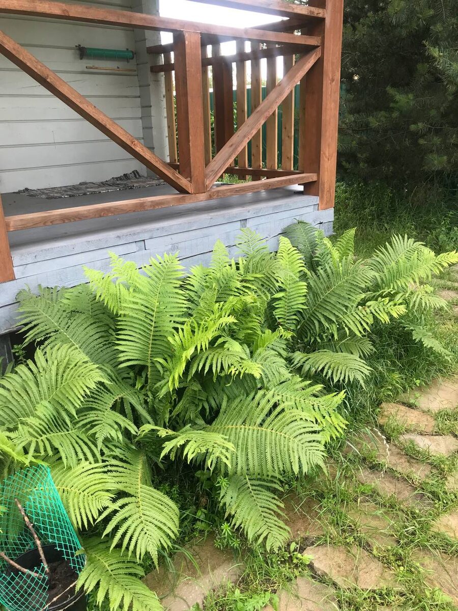 Папоротник разросся