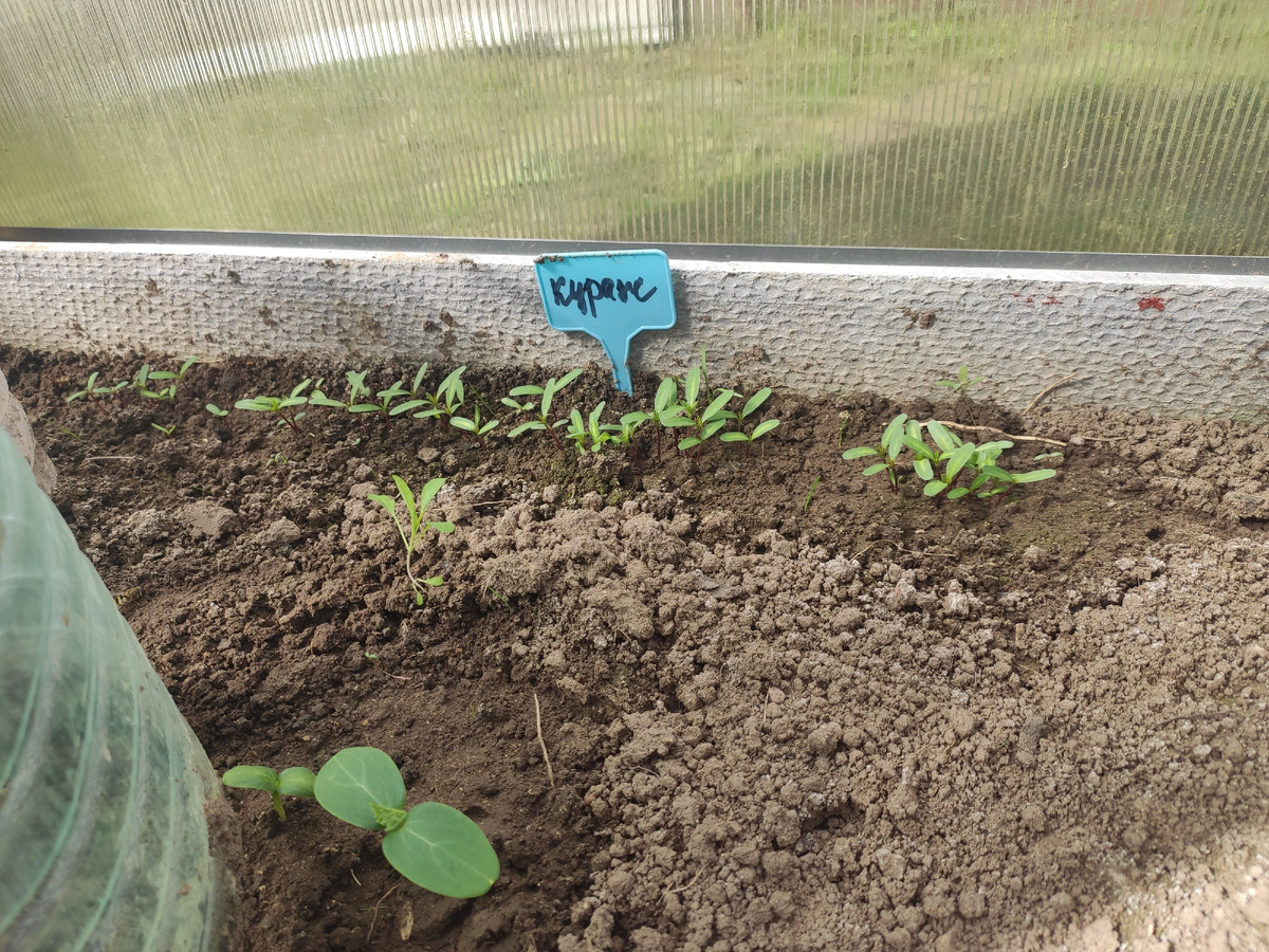 Огурцы "Кураж"