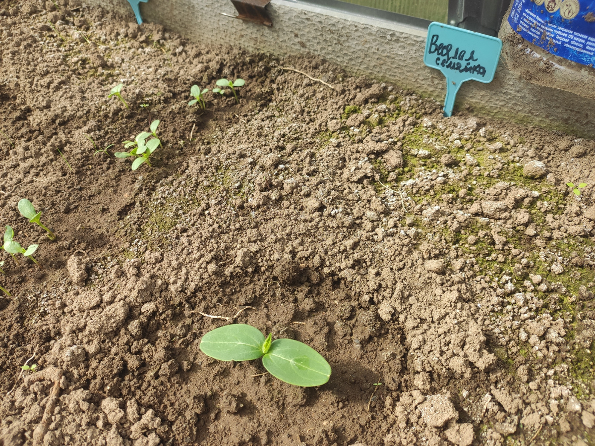 Огурцы "Весёлая семейка"