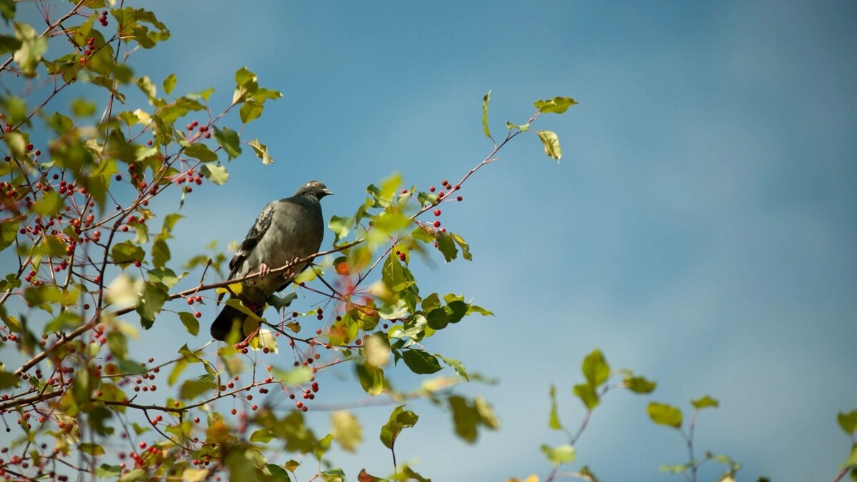     Источник: 1MI