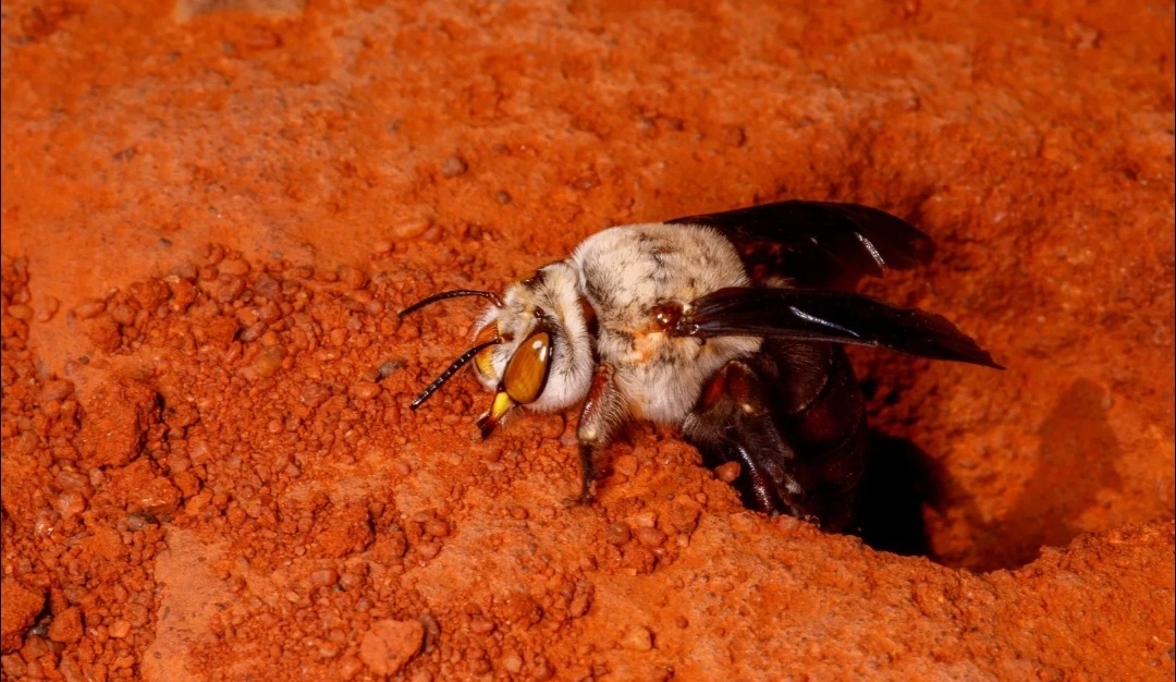 Это самочка.