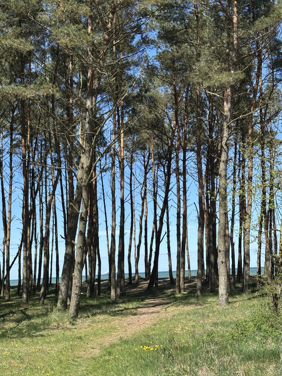 Уникальное место, где встречаются реликтовые леса и песчаные пляжи Балтики.