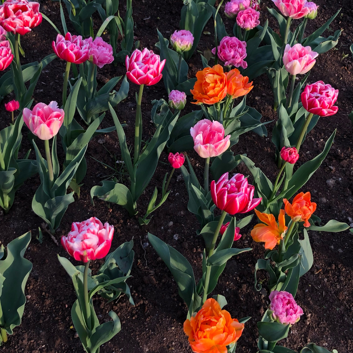 Токсичность - это как клумба с красивыми цветами, которая попахивает навозом. Вроде красиво, но что-то не то