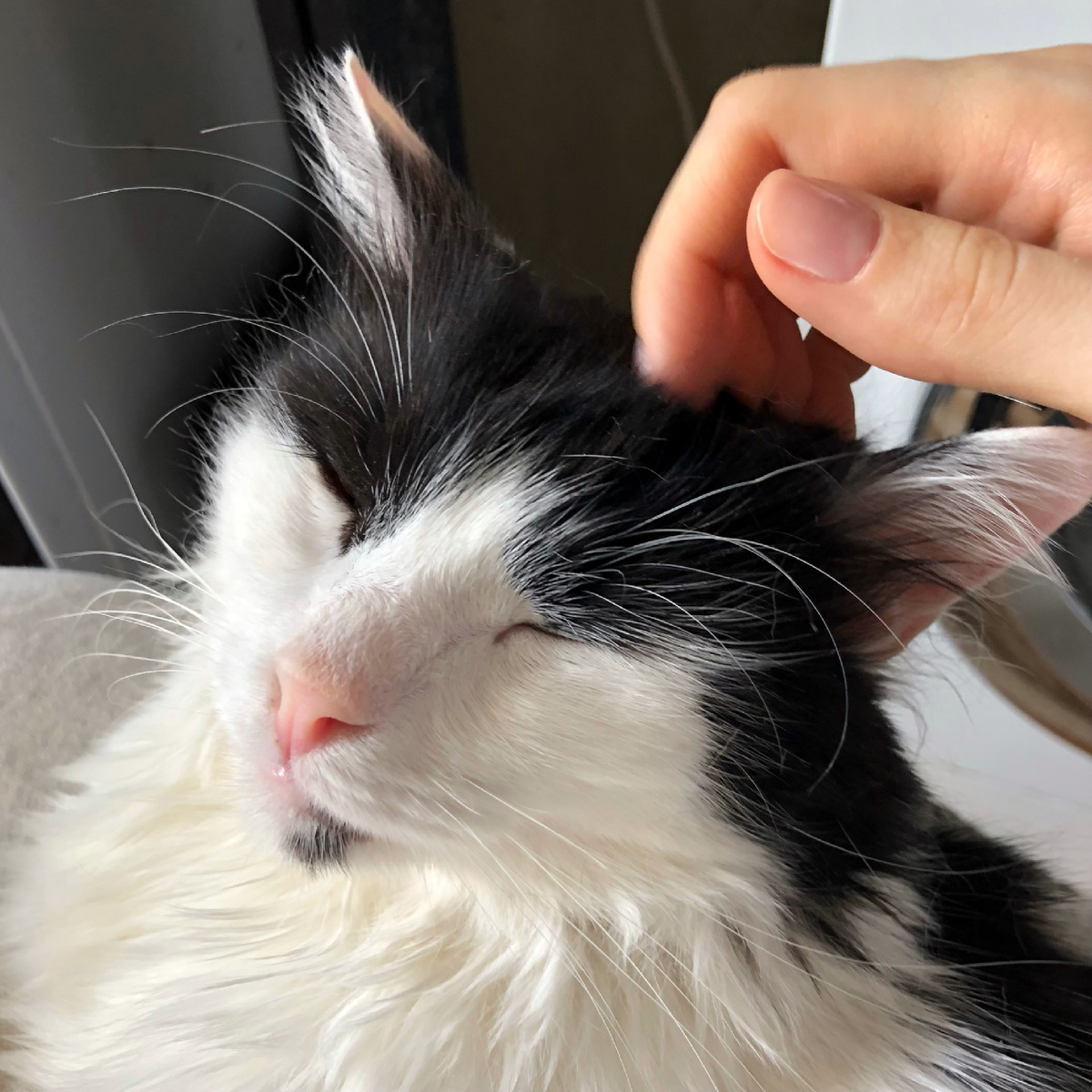 Восстанавливаем с Хаски моральные силы)