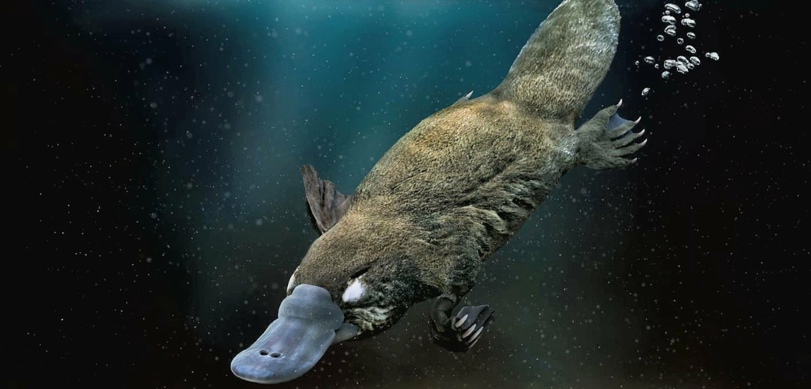 Платипус (Ornithorhynchus anatinus)