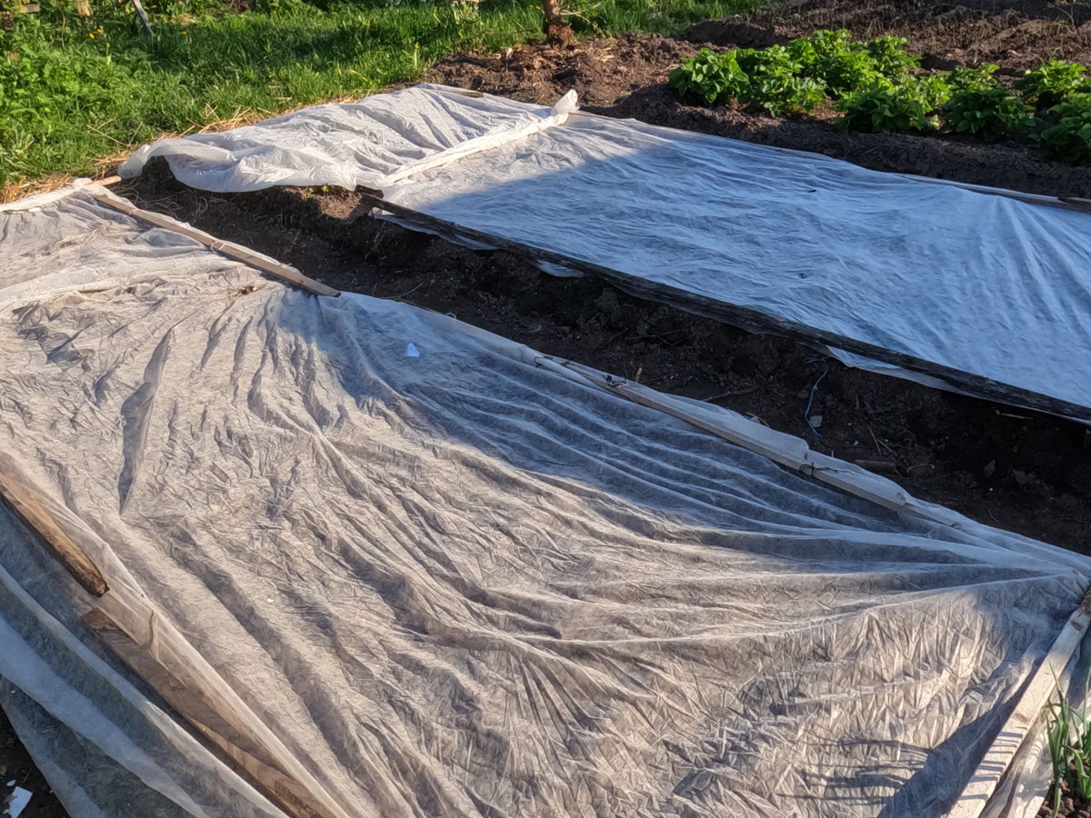 Почти все грядки укрываю спандбондом.