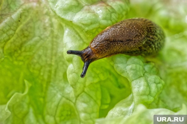 
Слизень на листе салата 