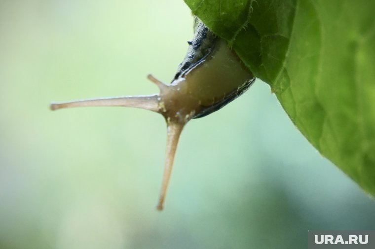Слизни всеядны, но предпочитают культуры, растущие в затенении и прохладе Фото: Sojka Libor / CTK / Global Look Press