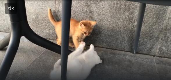 Котята играют