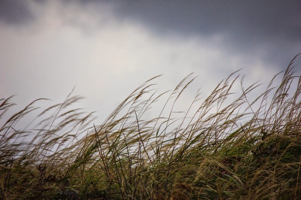 Ветер на берегу. фото яндекс.