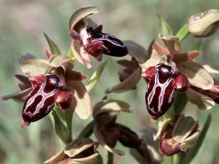 Орхидея рода Ophrys