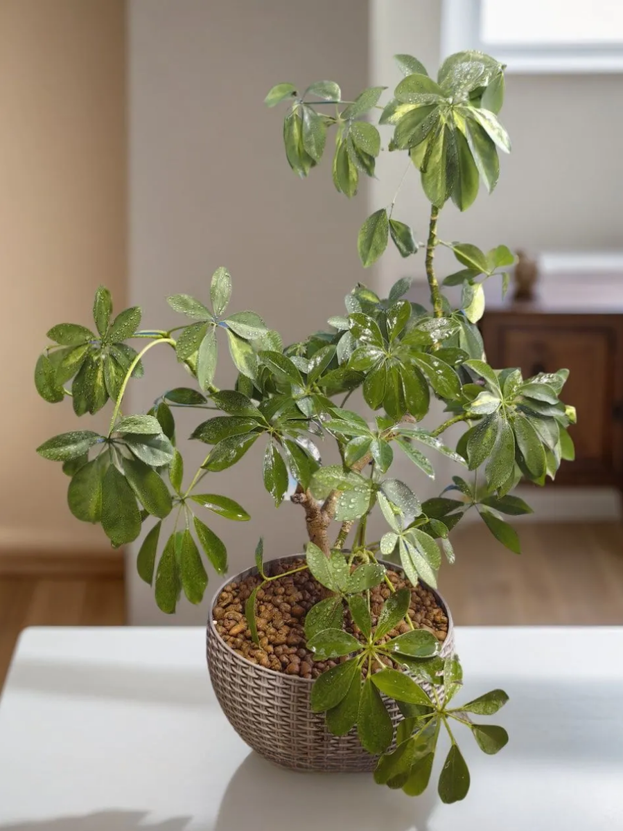 шеффлера до стрижки