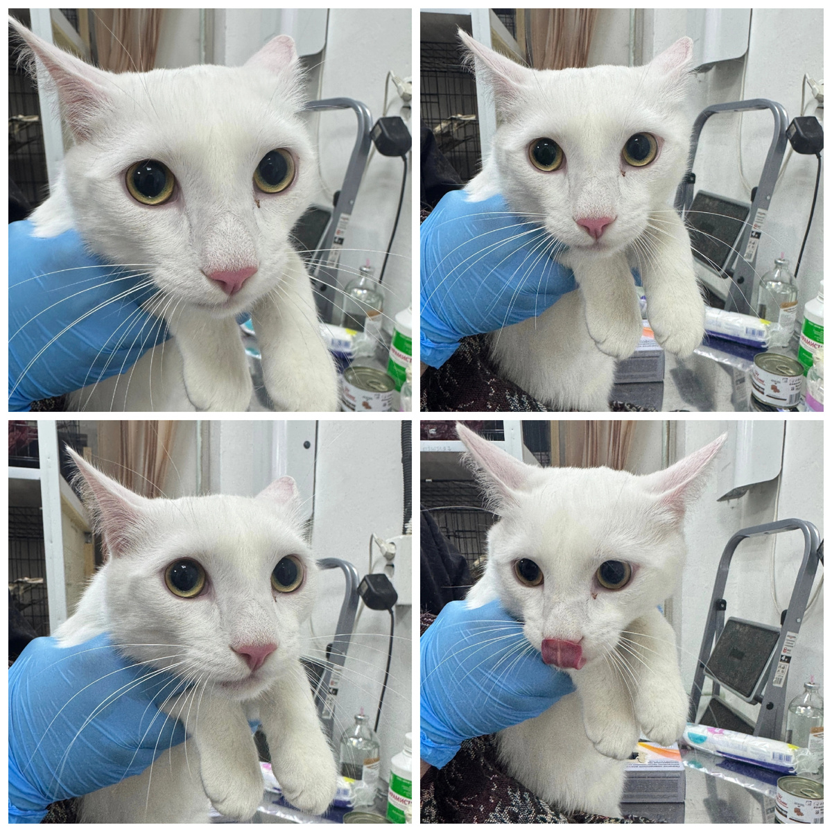 Брошен в переноске на улице. Неразлучен с котиком Тмин.