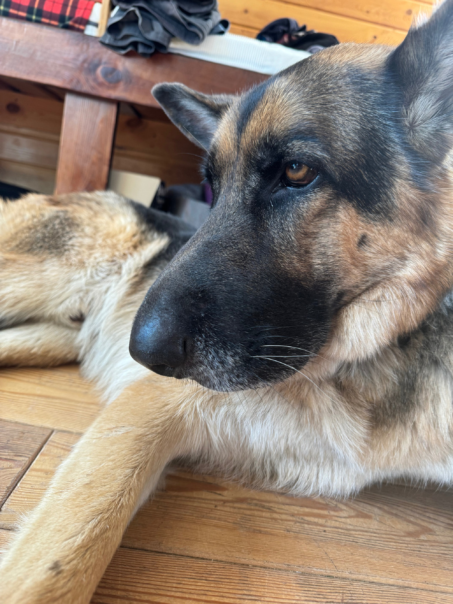 Овчарка-шарпей 