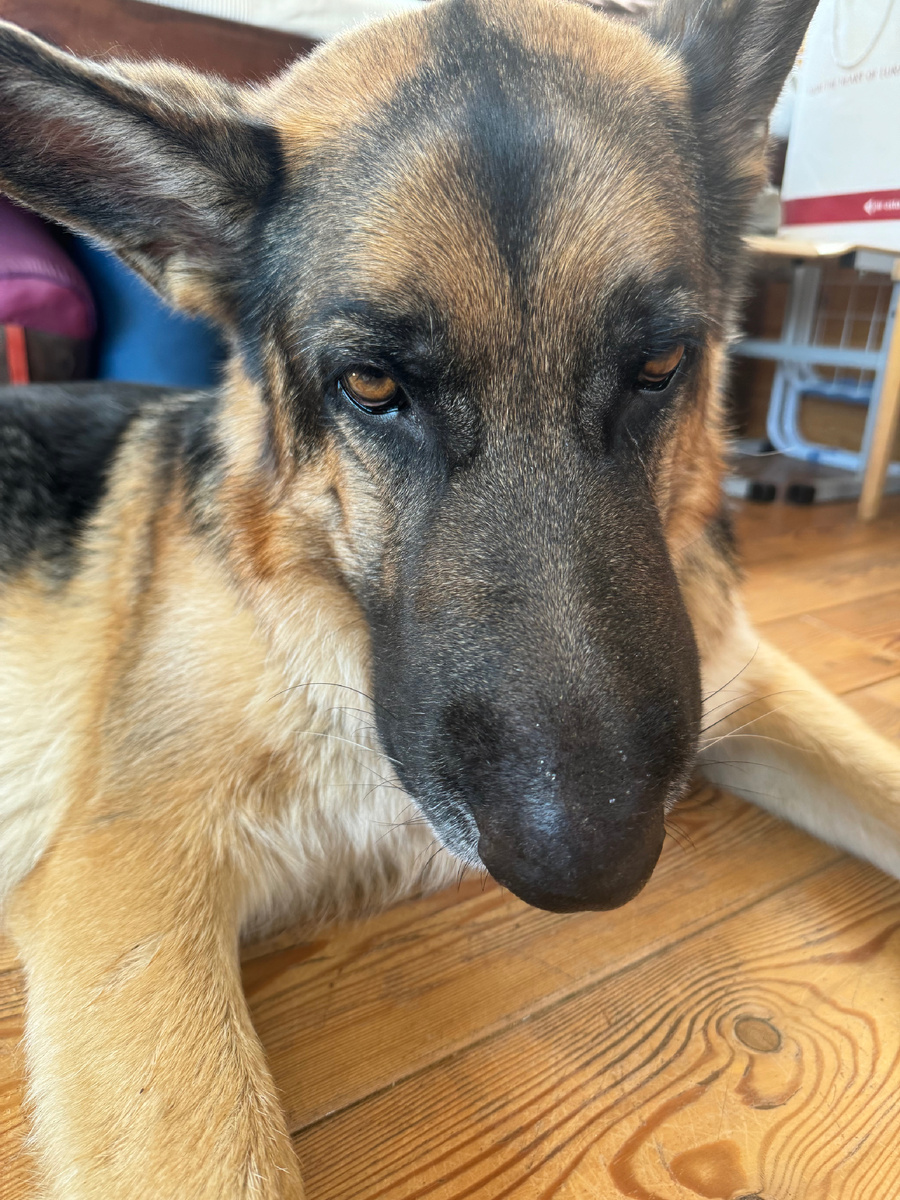 Сегодня его зовут Шарик)